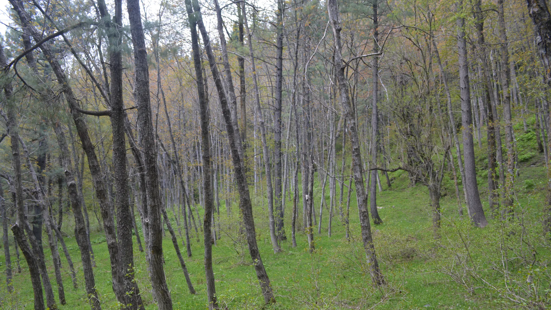 Tall woodland inside Sharan Forest in the Kaghan Valley, Pakistan