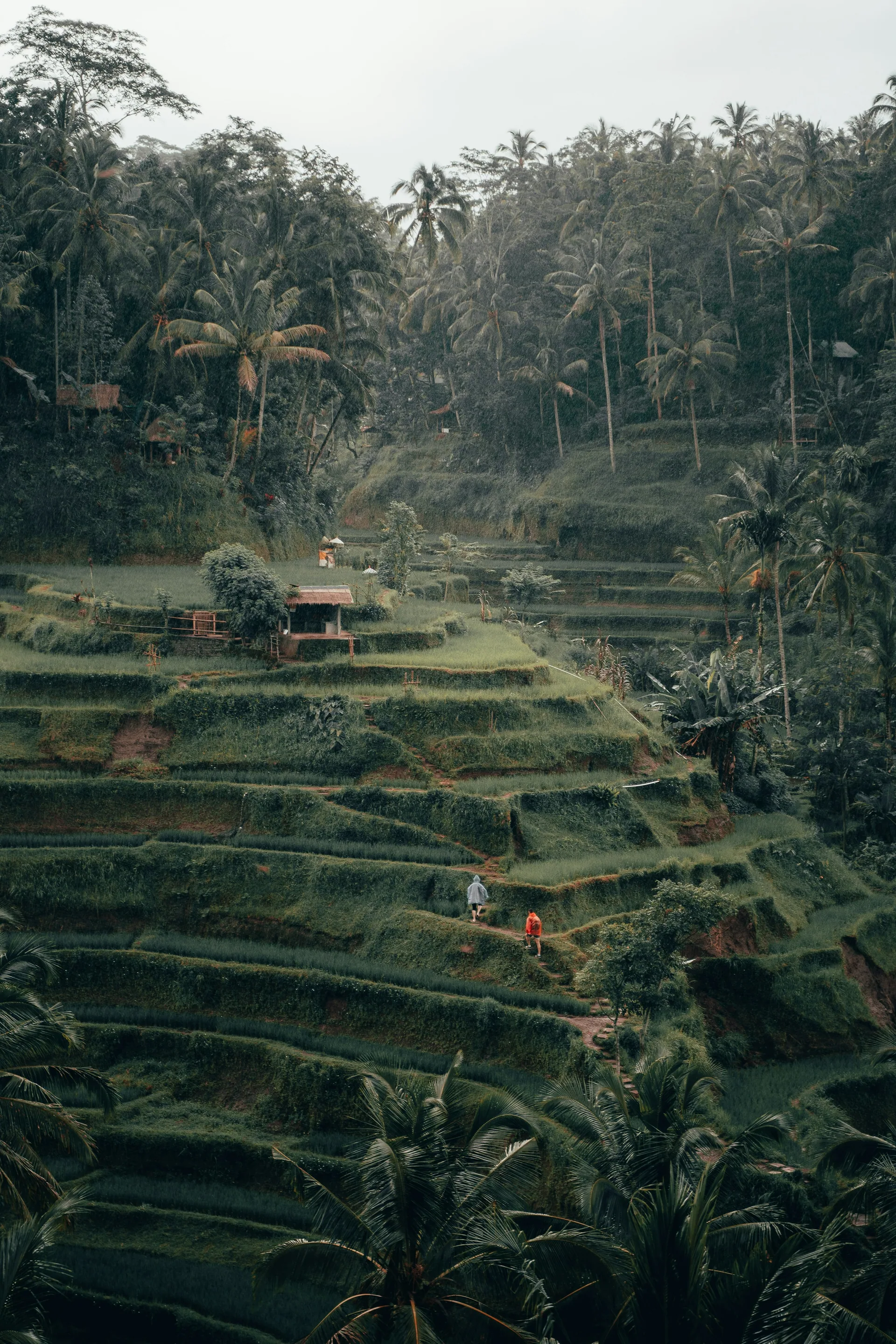 Layered green rice terraces at Tegalalang near Ubud, Bali